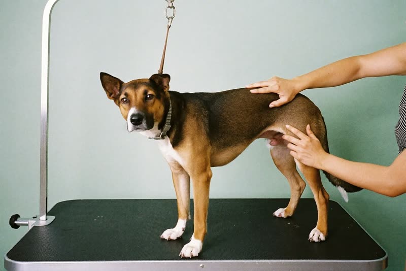 A dog standing calmly on the grooming table while being handled