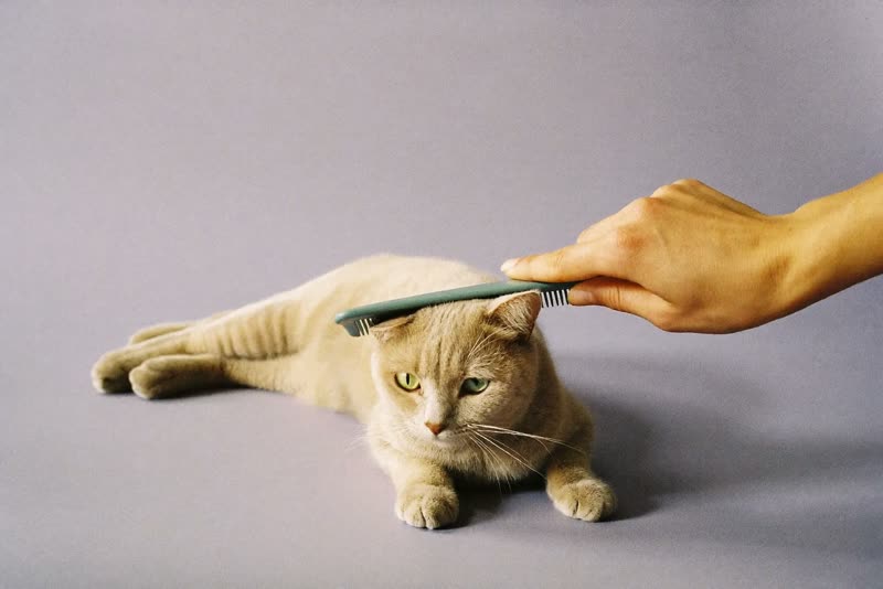A cat being gently combed