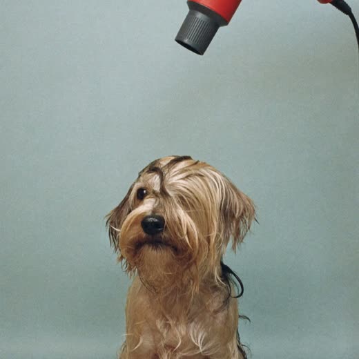 A damp terrier mid bath and blow-dry