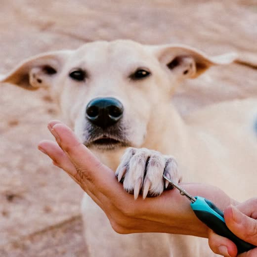 A dog's paw held for a nail trim