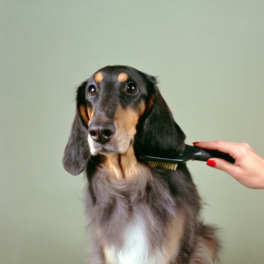 A thick-coated dog being brushed out during de-shedding