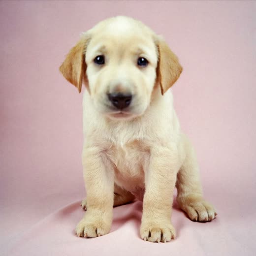 A puppy after a first gentle groom